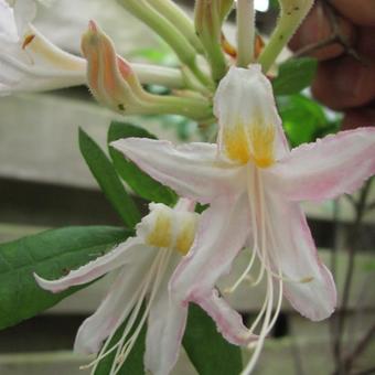 Rhododendron 'Tri-Lights'