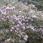 Dwergrhododendron - Rhododendron 'Blue Tit'