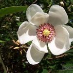 Magnolia sieboldii - Beverboom - Magnolia sieboldii