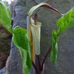 Arisaema triphyllum - Cobralelie