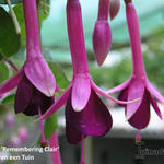 Fuchsia 'Remembering Claire' - Bellenplant
