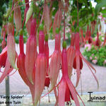 Fuchsia 'Fiery Spider' - Bellenplant