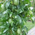 Passiebloem - Passiflora edulis