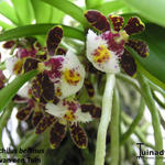 Gastrochilus bellinus - Orchidee