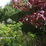 Cercis canadensis 'Forest Pansy' - Amerikaanse judasboom