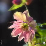 Helleborus x hybridus 'SPRING PROMISE Elly' - Nieskruid