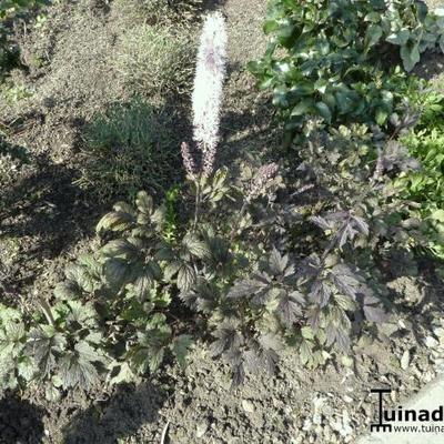 Zilverkaars - Actaea simplex 'Brunette'