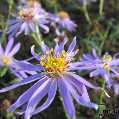 Aster - Aster macrophyllus 'Twilight'