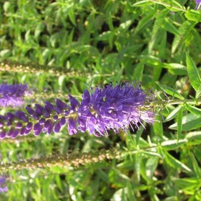 Ereprijs - Veronica spicata 'Dark Maetje'