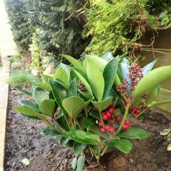 Skimmia japonica 'Obsession'