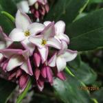 Daphne odora 'Aureomarginata' - Bontbladig peperboompje