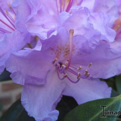 Rhododendron 'Catawbiense Grandiflorum' - Rododendron