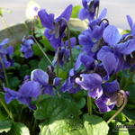 Viola odorata - Maarts viooltje - Viola odorata