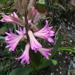 Hyacinthus 'Fondant' - Hyacint