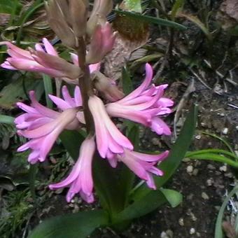 Hyacinthus 'Fondant'