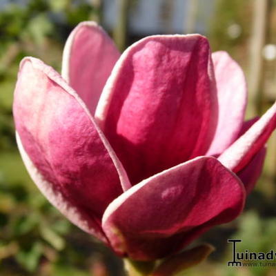 Magnolia soulangeana x lilliflora 'Genie' - Beverboom