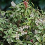 Pieris japonica 'Little Heath' - Rotsheide