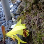 Pleione forrestii - Orchidee