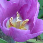 Tulipa 'Blue Beauty' - Tulp