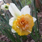 Narcissus 'Petit Four' - Dubbele narcis