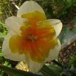 Narcissus 'Orangery' - Narcis