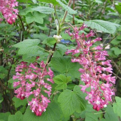 Siertrosbes - Ribes sanguineum 'King Edward VII'