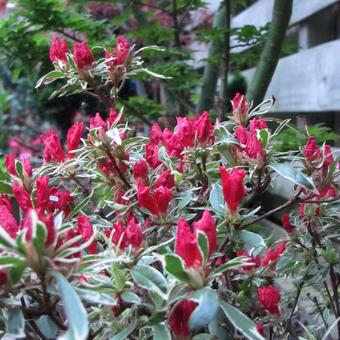 Rhododendron 'Silver Sword'