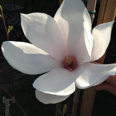Beverboom - Magnolia x soulangeana 'Alba Superba'
