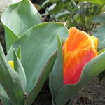 Tulipa 'Flair' - Tulp