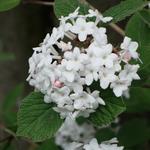 Viburnum x burkwoodii 'Anne Russell' - Sneeuwbal