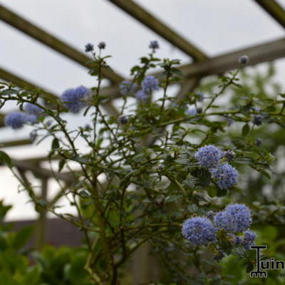 Amerikaanse sering - Ceanothus thyrsiflorus var. repens