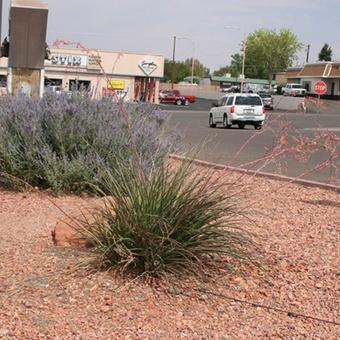 Hesperaloe parviflora