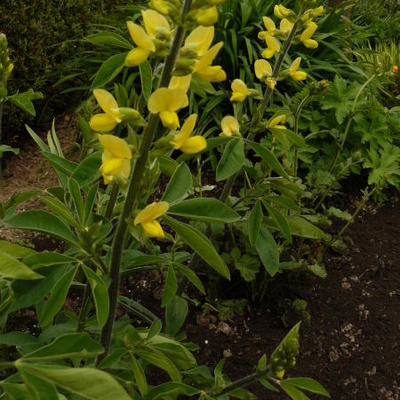 Chinese boserwt - Thermopsis chinensis