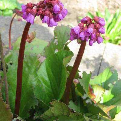 Schoenlappersplant - Bergenia cordifolia 'Rotblum'