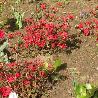 Rhododendron 'Stewartstonian'