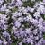 Phlox divaricata 'Clouds of Perfume'