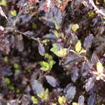 Australische laurier - Pittosporum tenuifolium 'Tom Thumb'