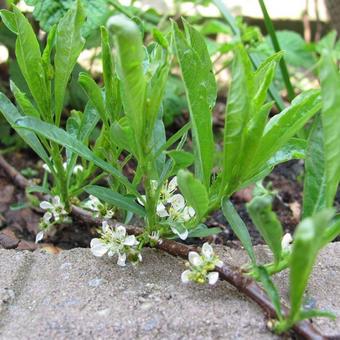 Prunus pumila var. depressa