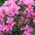 Rhododendron  'Madame van Hecke'