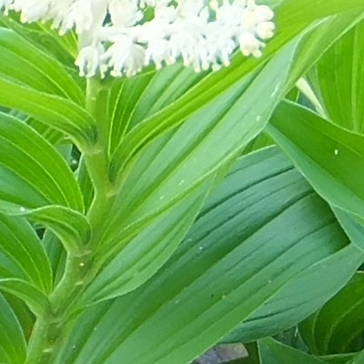 Maianthemum racemosum   - Valse salomonszegel