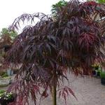 Acer palmatum 'Tamukeyama' - Japanse esdoorn