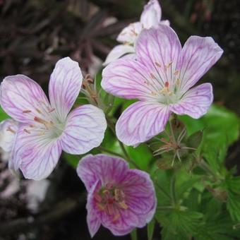 Geranium sylvaticum 'Melinda'