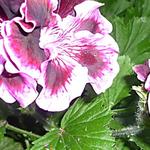 Pelargonium 'Rembrandt' - Geranium