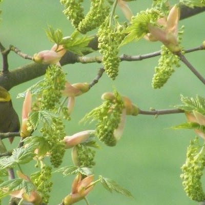 Acer pseudoplatanus - Gewone esdoorn