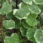 Pelargonium 'Madame Salleron' - Geranium