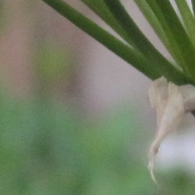 Witte Knoflook, Napels Knoflook, Bruidsuitje - Allium neapolitanum