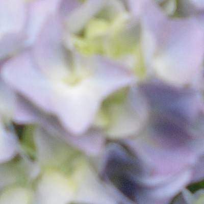 Boerenhortensia, bolhortensia - Hydrangea macrophylla  'Nikko Blue'