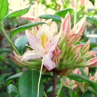 Rhododendron 'Tri-Lights'