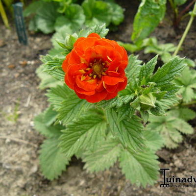 Ganzerik, vijfvingerkruid - Potentilla 'William Rollison'