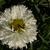 Leucanthemum x superbum 'Laspider'